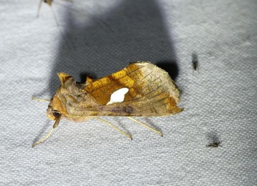 Réf. 273 838 : Autographa bractea